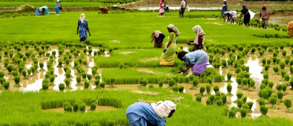 agriculture in kerala essay in malayalam