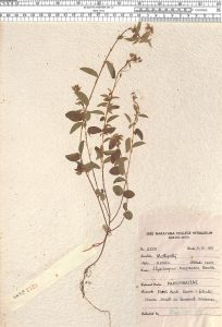 Alysicarpus racemosus Benth.