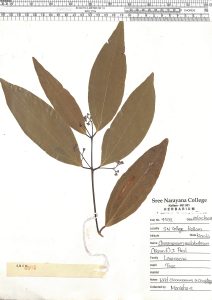 Cinnamomum malabatrum (Burm.f.) J Presl. ~ SNCH