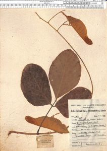 Butea parviflora DC ~ SNCH