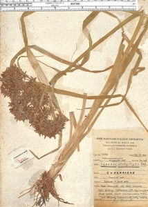 Cyperus platystylis R. Br.