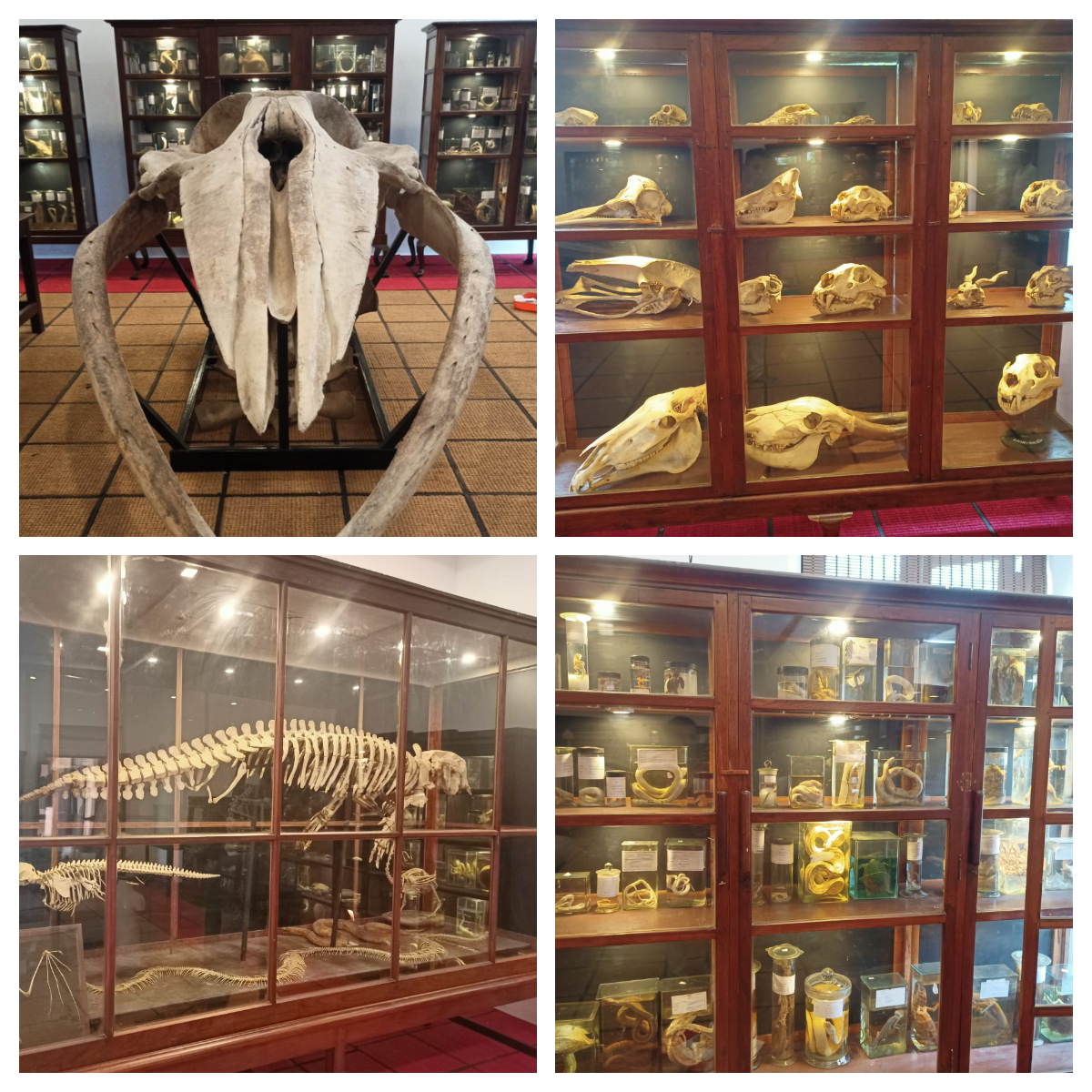 museum